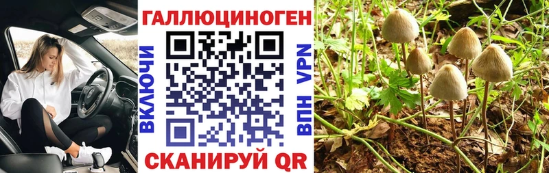 Галлюциногенные грибы Psilocybine cubensis  Юрга 